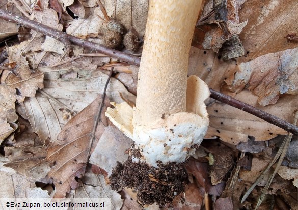 Amanita fulvoides