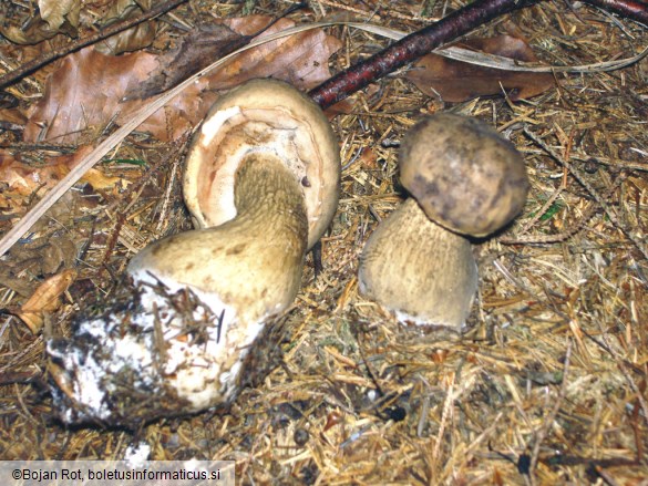 Tylopilus felleus