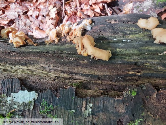 Pleurotus cornucopiae