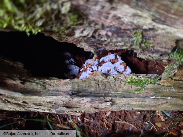 Ceratiomyxa fruticulosa