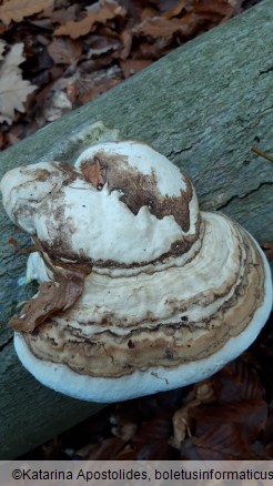 Fomes fomentarius