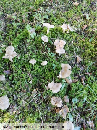 Entoloma rhodopolium