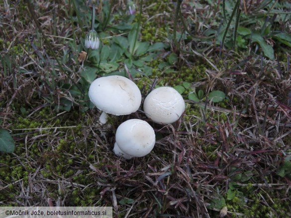 Leucoagaricus leucothites