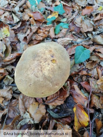 Neoboletus erythropus