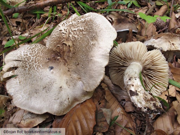 Tricholoma filamentosum