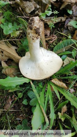 Russula heterophylla