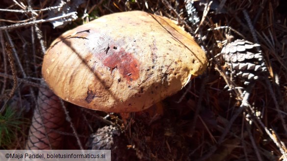 Boletus erythropus