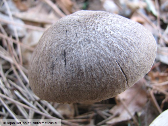 Tricholoma terreum