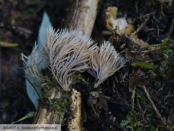 Pterula multifida