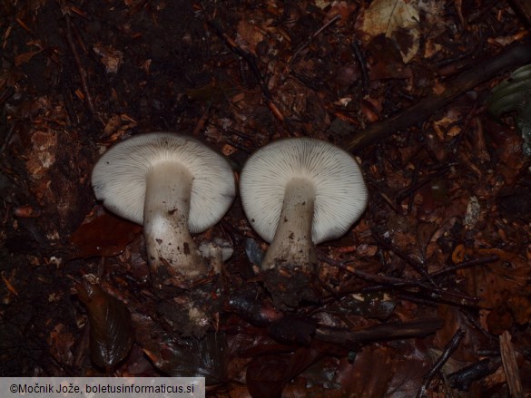 Lyophyllum transforme