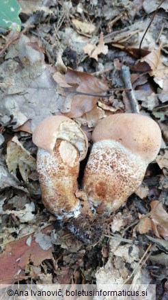 Leccinum aurantiacum