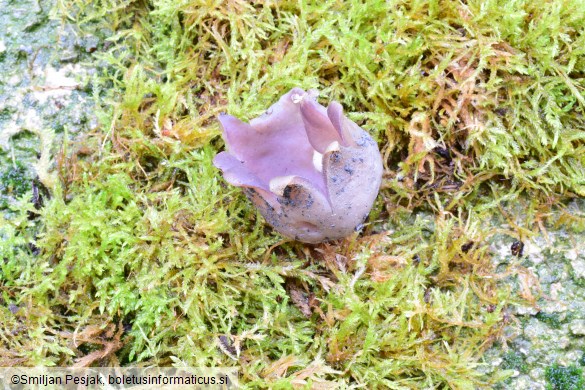 Sarcosphaera coronaria