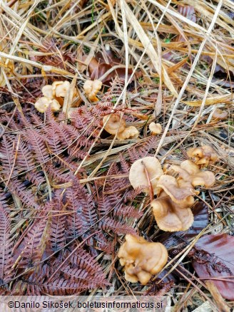 Cantharellus tubaeformis