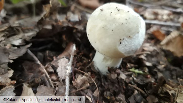 Russula virescens