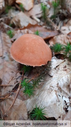 Cystoderma cinnabarinum