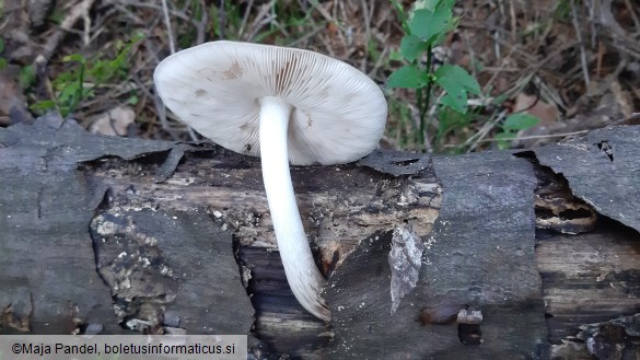 Pluteus cervinus