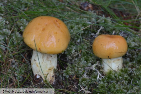 Cortinarius percomis