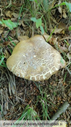 Boletus reticulatus