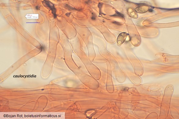 Hebeloma pseudofragilipes