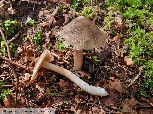 Pseudosperma obsoletum