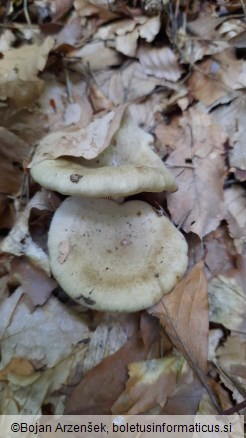 Lactarius blennius