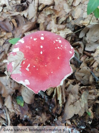 Russula aurora