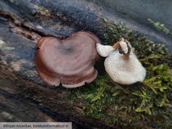 Polyporus brumalis