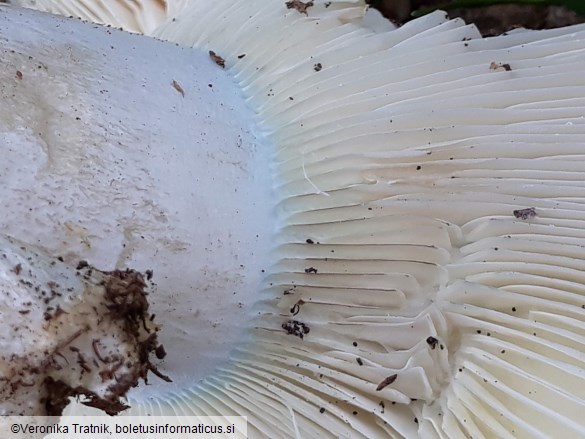 Russula ionochlora