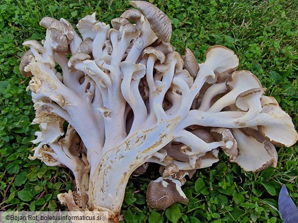 Polyporus umbellatus