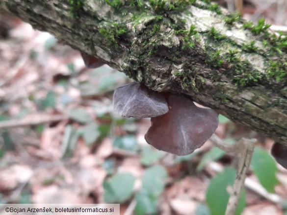 Auricularia auricula-judae