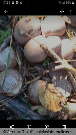 Clathrus archeri