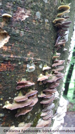 Trichaptum biforme