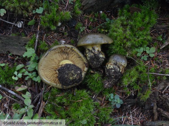 Cortinarius atrovirens