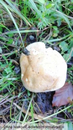 Hebeloma sinapizans