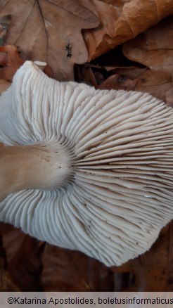 Tricholoma sciodes