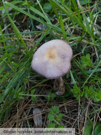 Collybia sordida