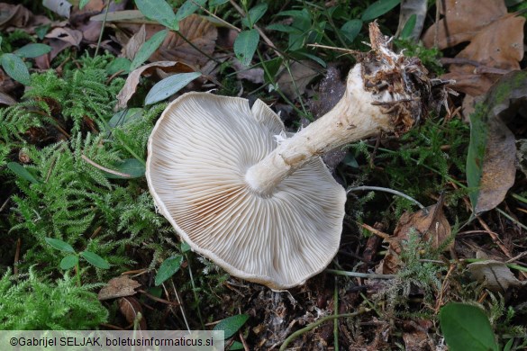 Leucocortinarius bulbiger