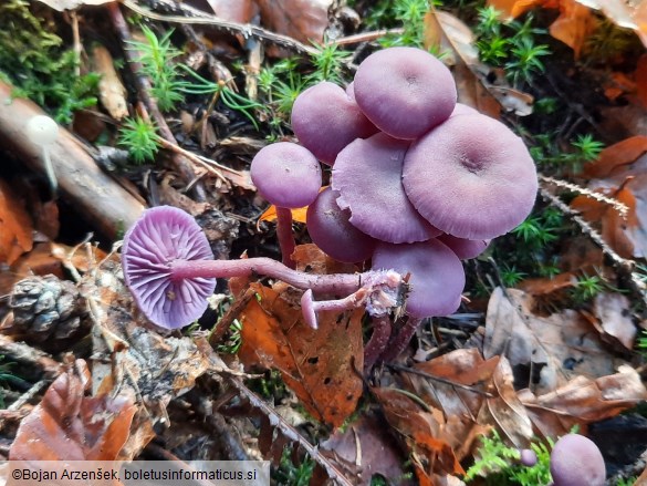 Laccaria amethystina