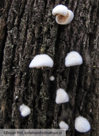 Crepidotus cesatii var. cesatii