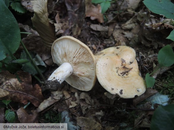 Lactarius acerrimus