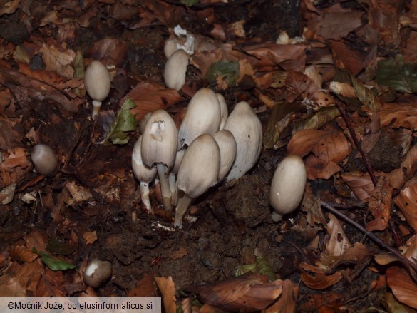 Coprinopsis acuminata