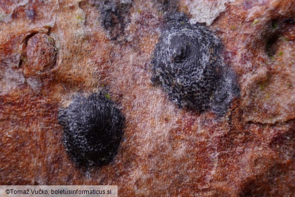 Therrya pini var. pini