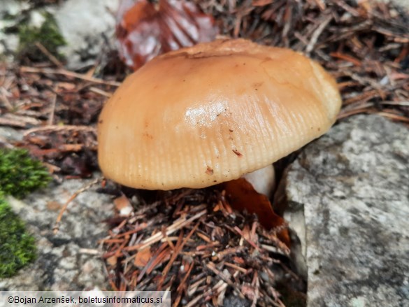 Russula grata