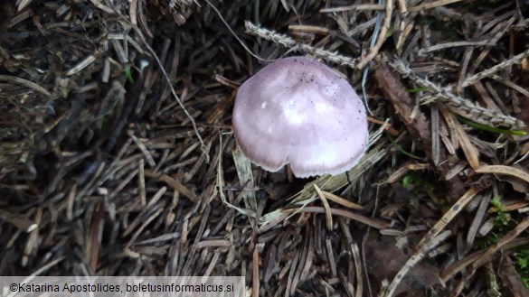 Mycena pura