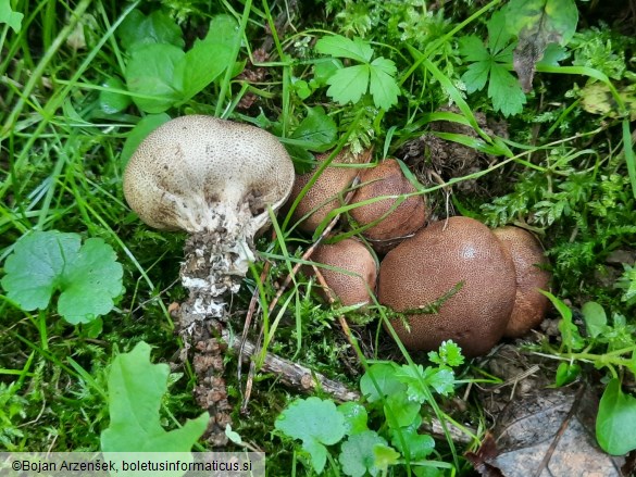 Scleroderma verrucosum