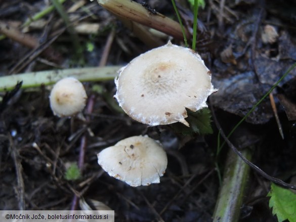 Conocybe vestita