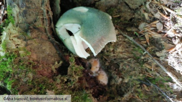 Russula virescens