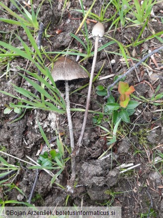 Panaeolus papilionaceus