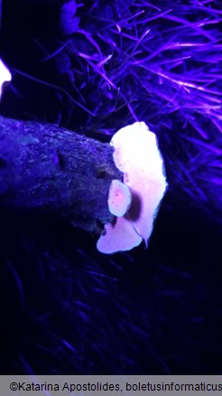 Trametes versicolor