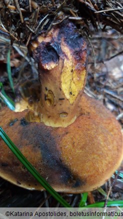 Boletus erythropus